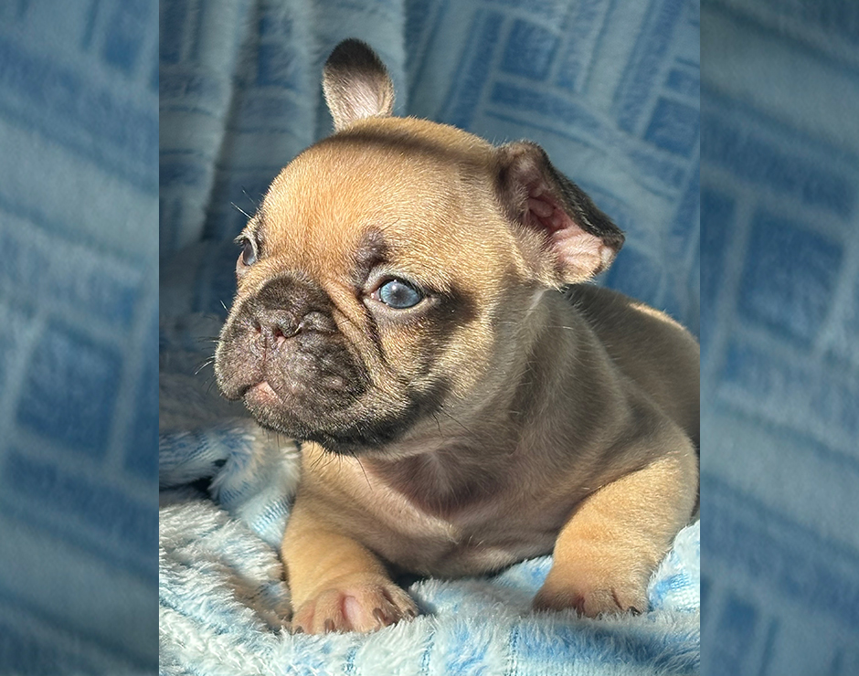 Alanis, Female French Bulldog Puppy