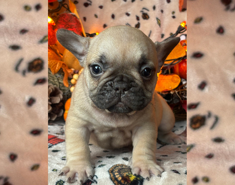 Alanis, Female French Bulldog Puppy