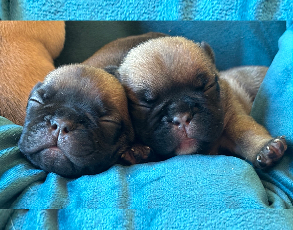 Alanis, Female French Bulldog Puppy