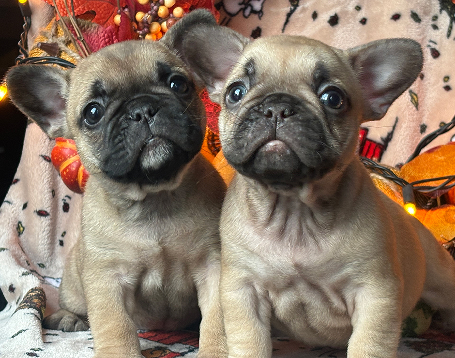 Alanis, Female French Bulldog Puppy
