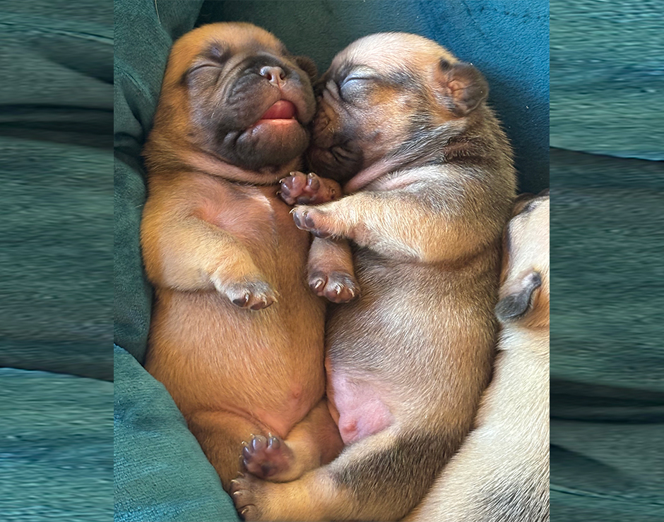 Alanis, Female French Bulldog Puppy