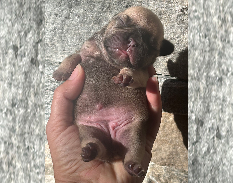 Lennox, Female French Bulldog Puppy