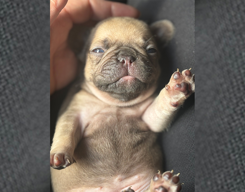 Lennox, Female French Bulldog Puppy