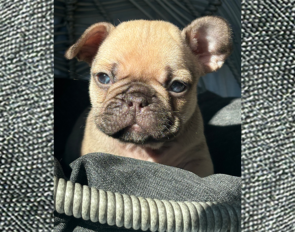 Lennox, Female French Bulldog Puppy