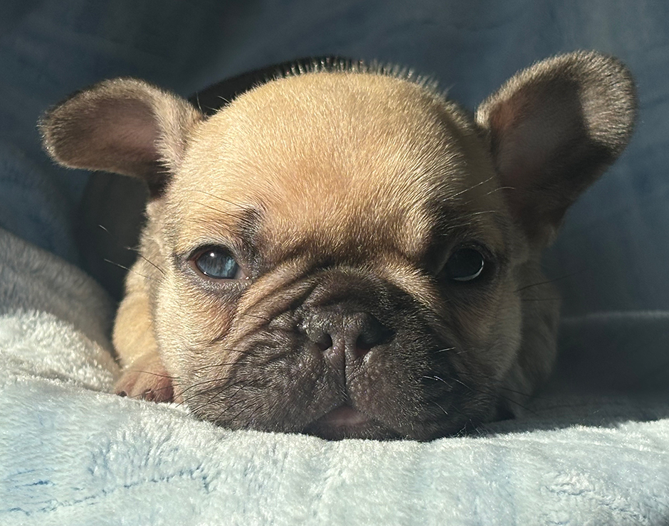 Lennox, Female French Bulldog Puppy