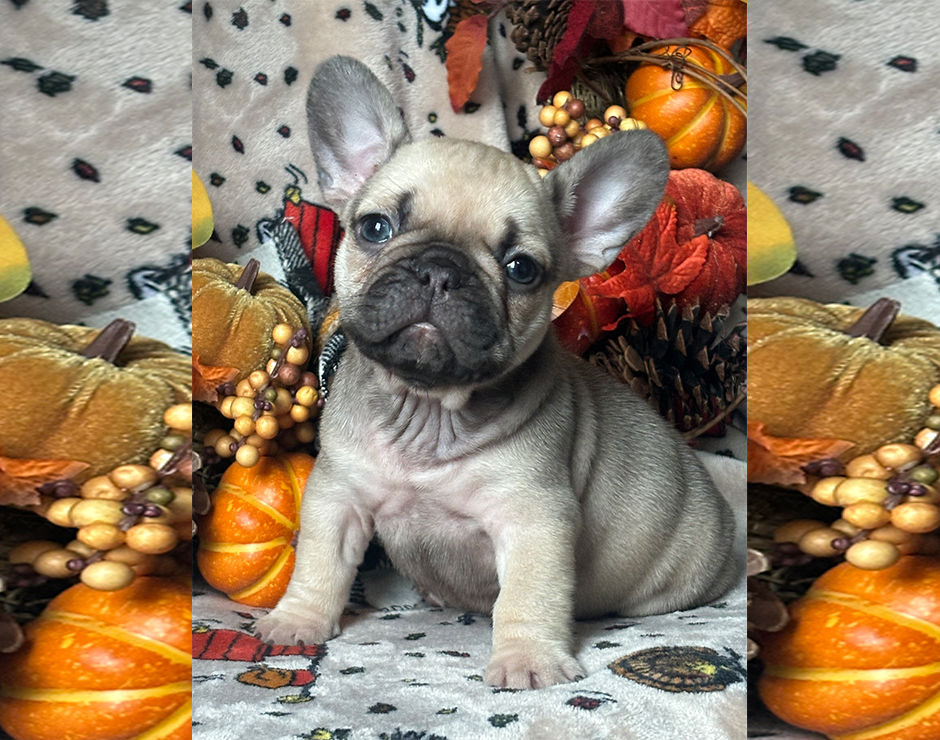 Lennox, Female French Bulldog Puppy