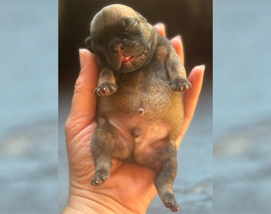 Meatloaf, Male French Bulldog Puppy
