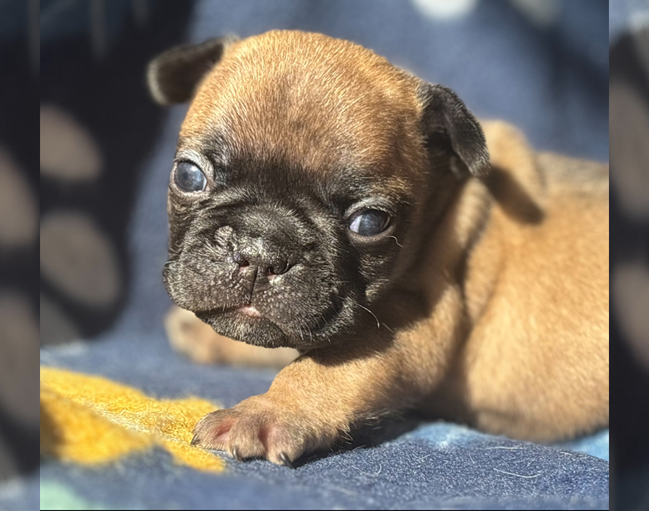 Meatloaf, Male French Bulldog Puppy