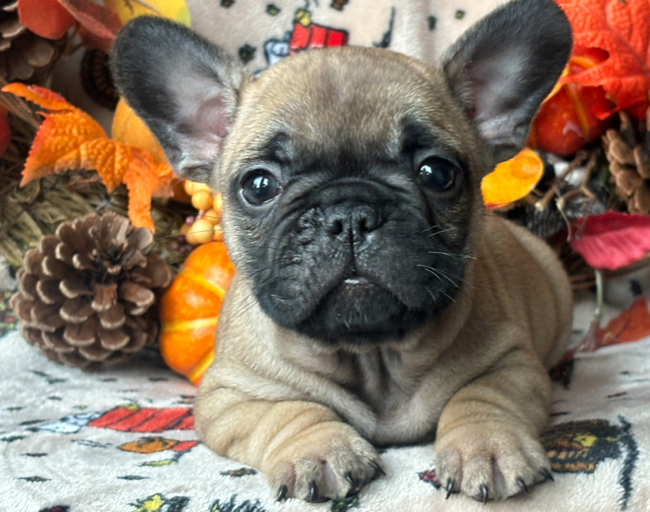 Meatloaf, Male French Bulldog Puppy