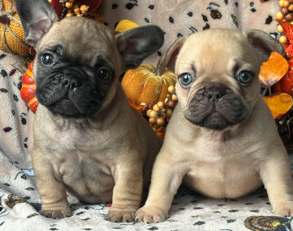 Meatloaf, Male French Bulldog Puppies