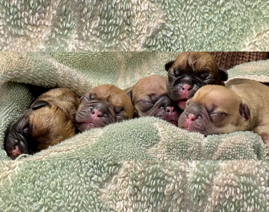 French Bulldog Puppies