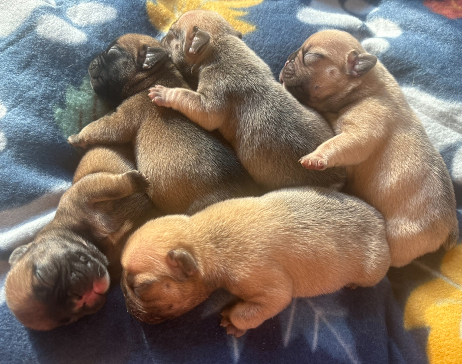 French Bulldog Puppies