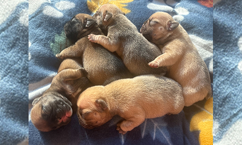 Tilly and Everest, French Bulldog Parents