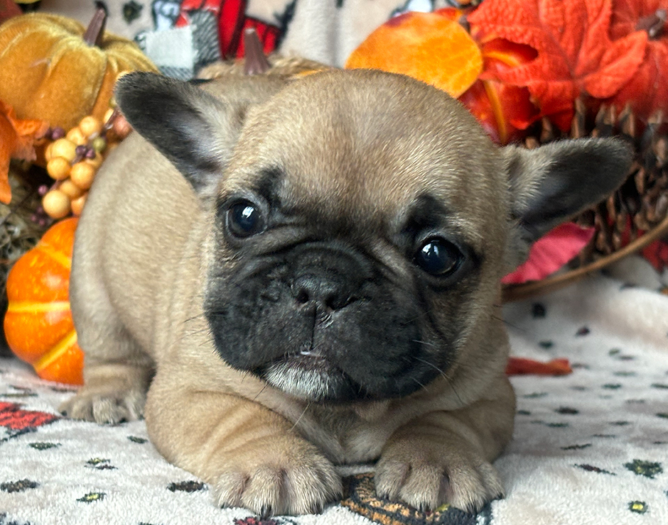 Presley, Female French Bulldog Puppy
