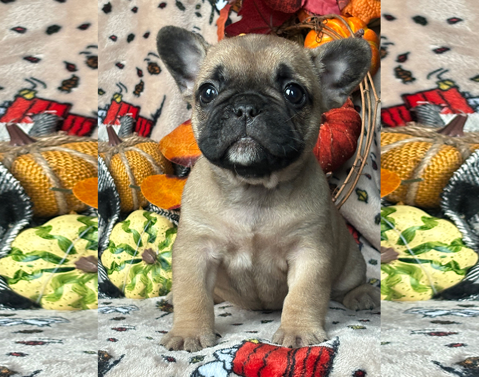 Presley, Female French Bulldog Puppy