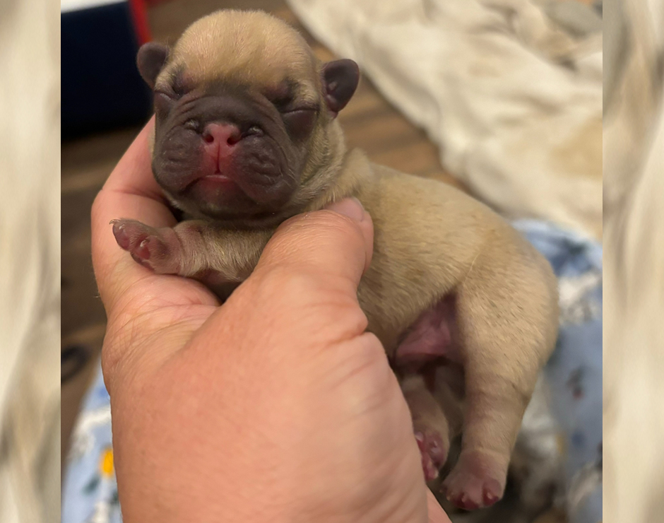 Zeplin, Male French Bulldog Puppy
