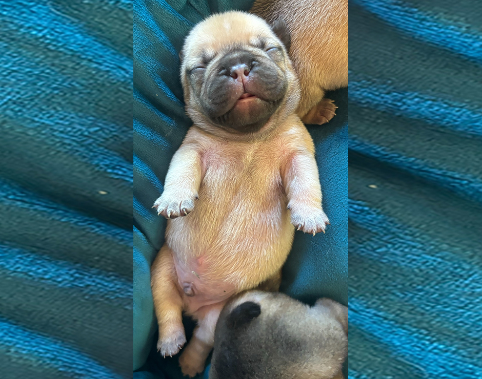 Zeplin, Male French Bulldog Puppy