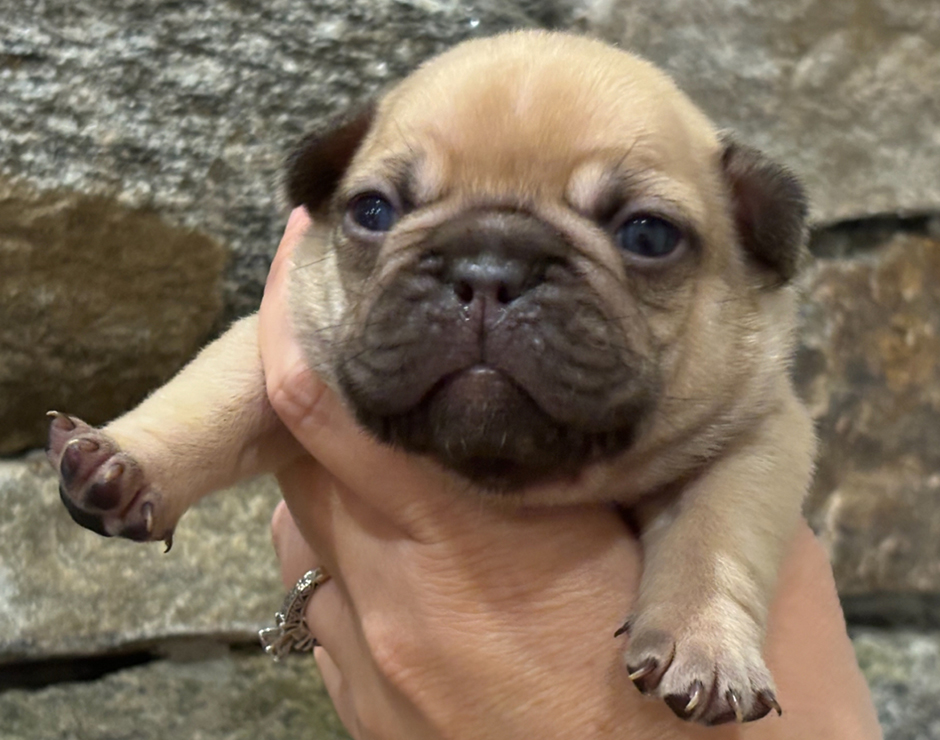 Zeplin, Male French Bulldog Puppy