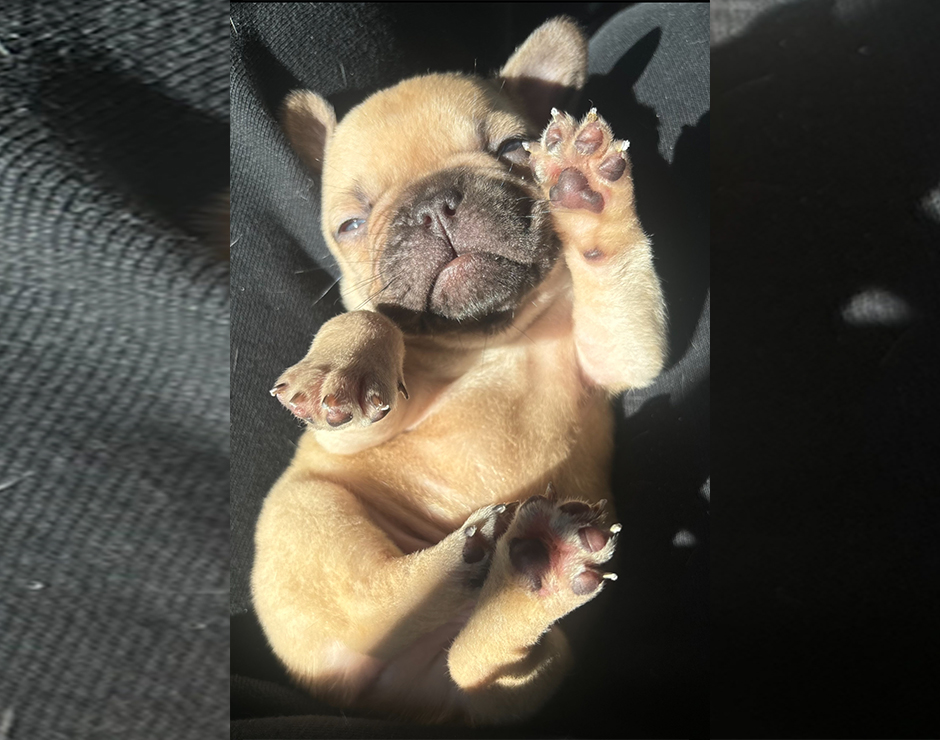 Zeplin, Male French Bulldog Puppy
