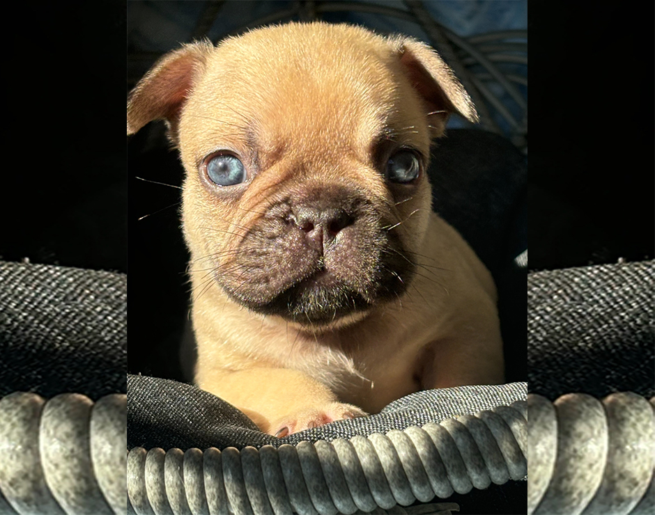 Zeplin, Male French Bulldog Puppy