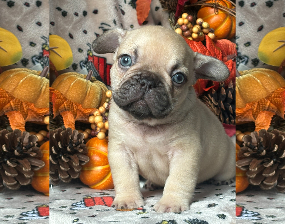 Zeplin, Male French Bulldog Puppy