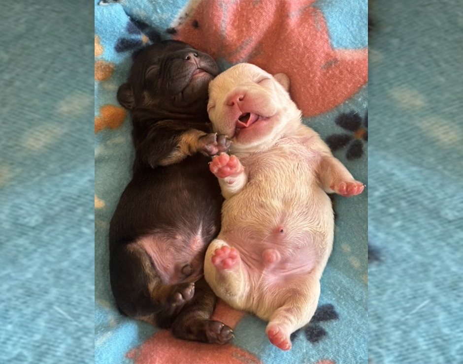 Male French Bulldog Puppies
