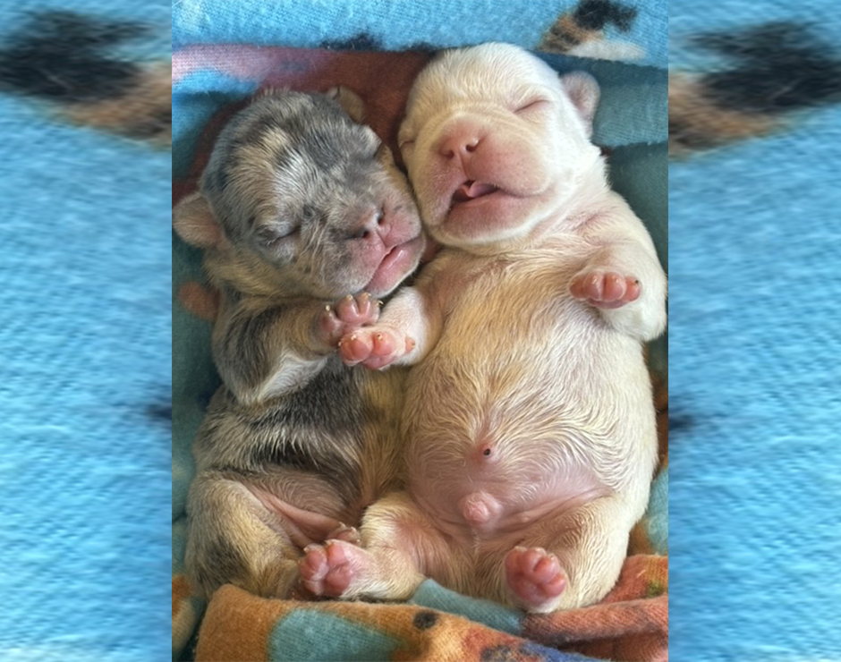 Male French Bulldog Puppies