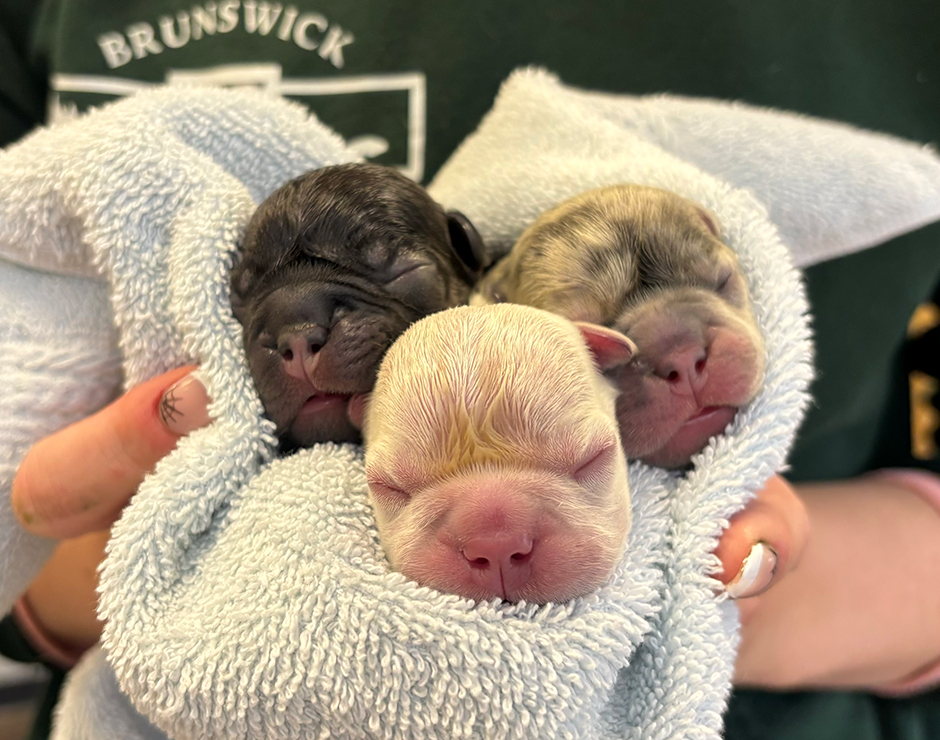 Male French Bulldog Puppies