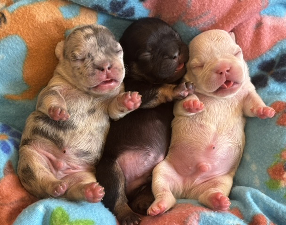 Male French Bulldog Puppies