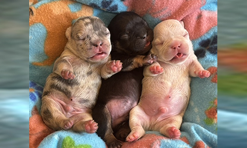 Nia and Loki, French Bulldog Parents