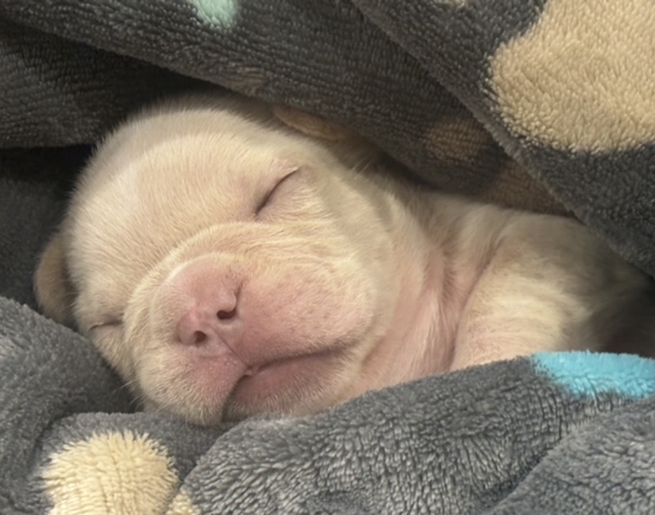 Kermit, Male French Bulldog Puppy
