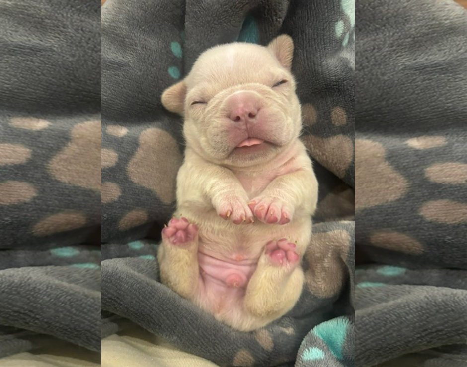 Kermit, Male French Bulldog Puppy