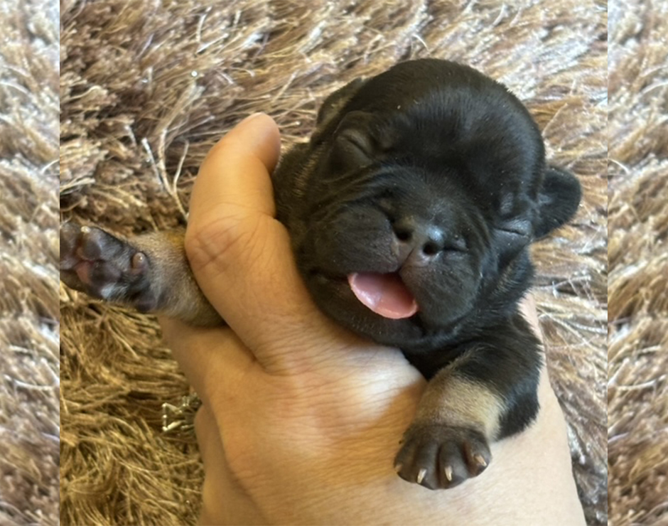 Kermit, Male French Bulldog Puppy