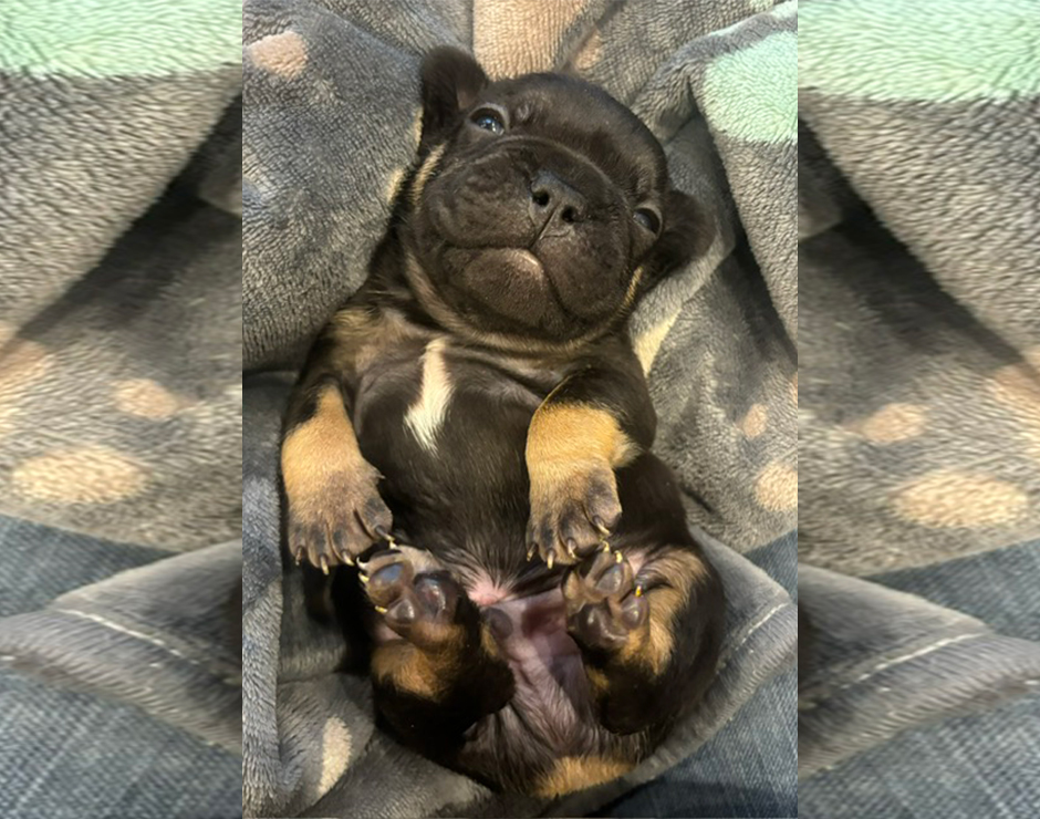 Kermit, Male French Bulldog Puppy