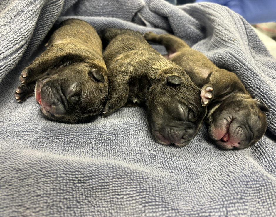 Mango's last litter, French Bulldog Litter