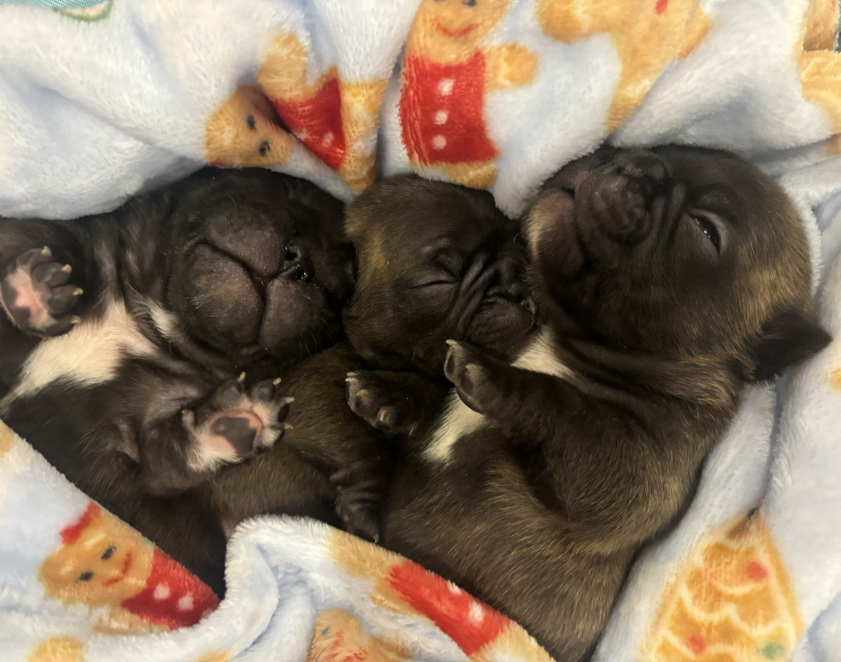 Mango's last litter, French Bulldog Parents