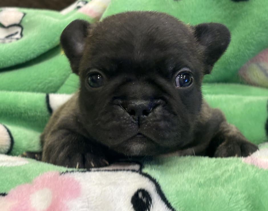 Mango's last litter, French Bulldog Parents