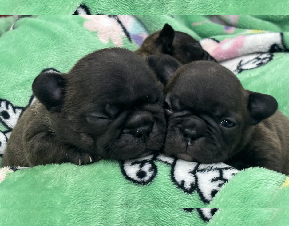 Mango's last litter, French Bulldog Parents