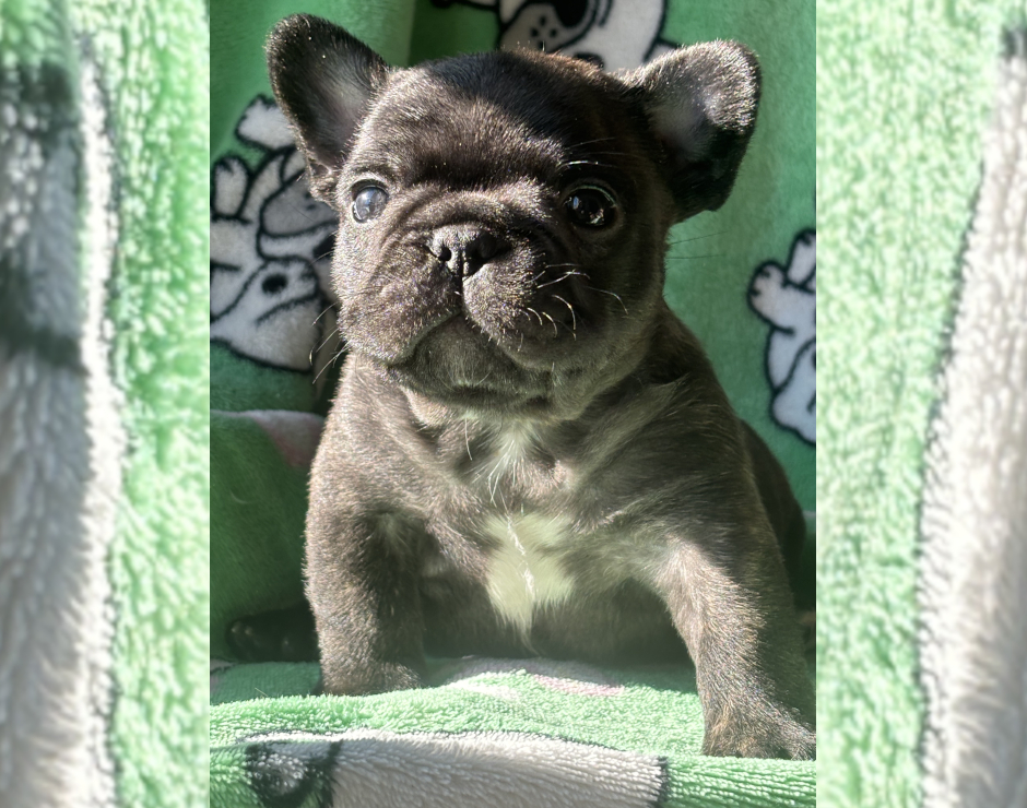 Mango's last litter, French Bulldog Parents