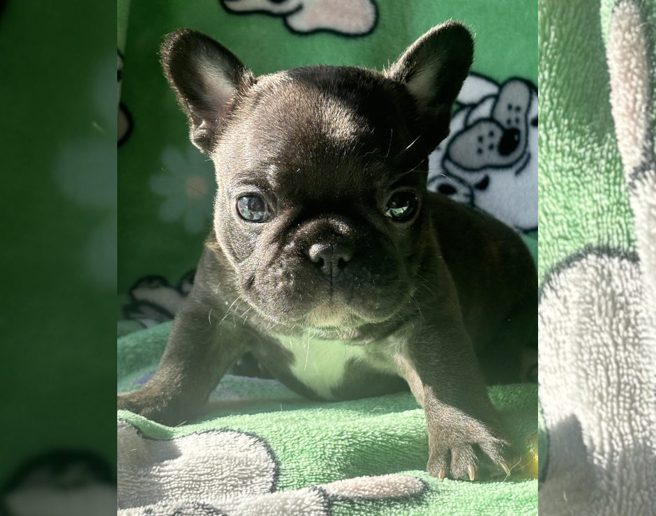 Mango's last litter, French Bulldog Parents