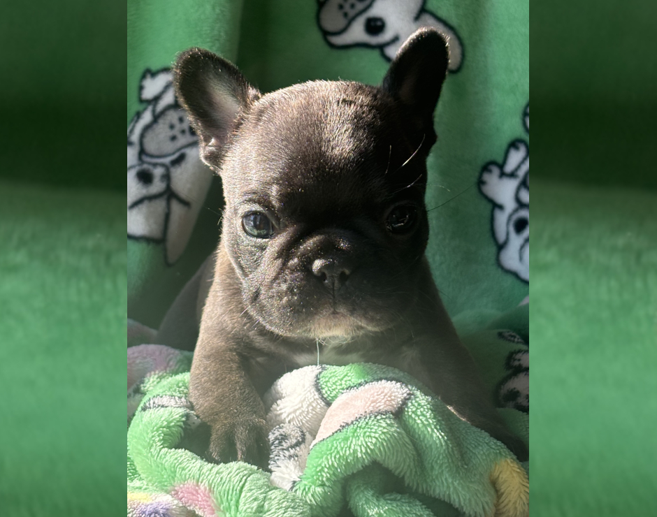 Mango's last litter, French Bulldog Parents