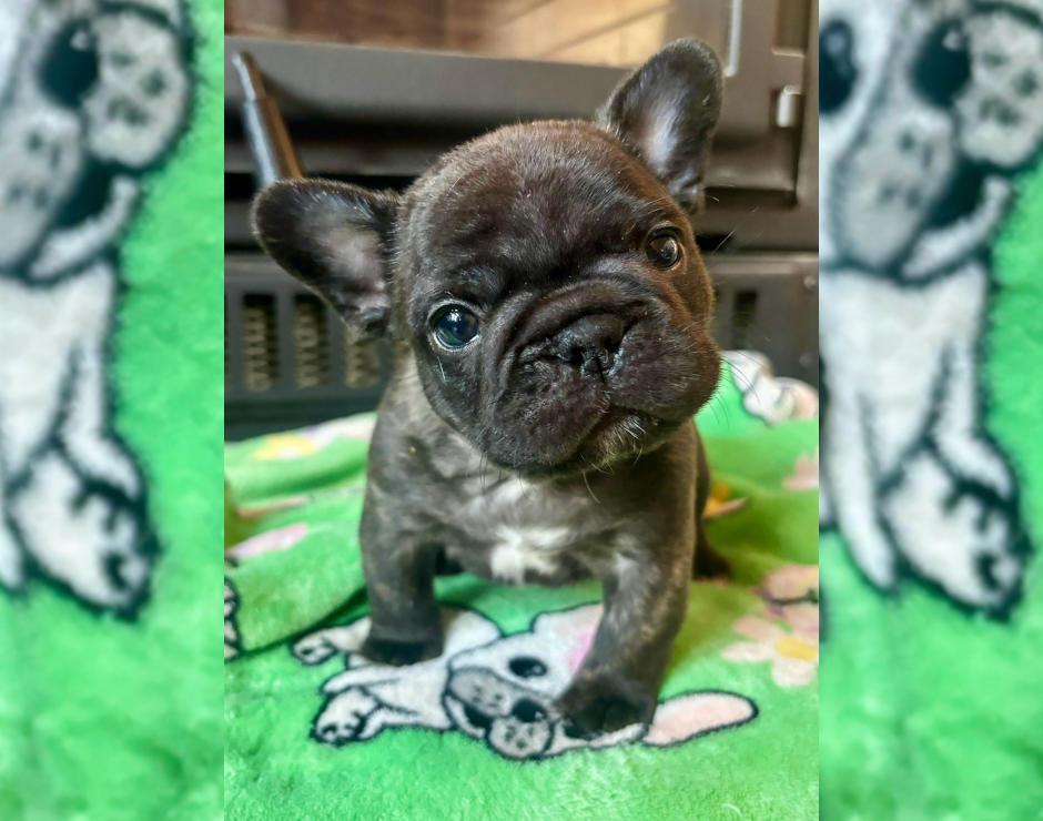 Mango's last litter, French Bulldog Parents
