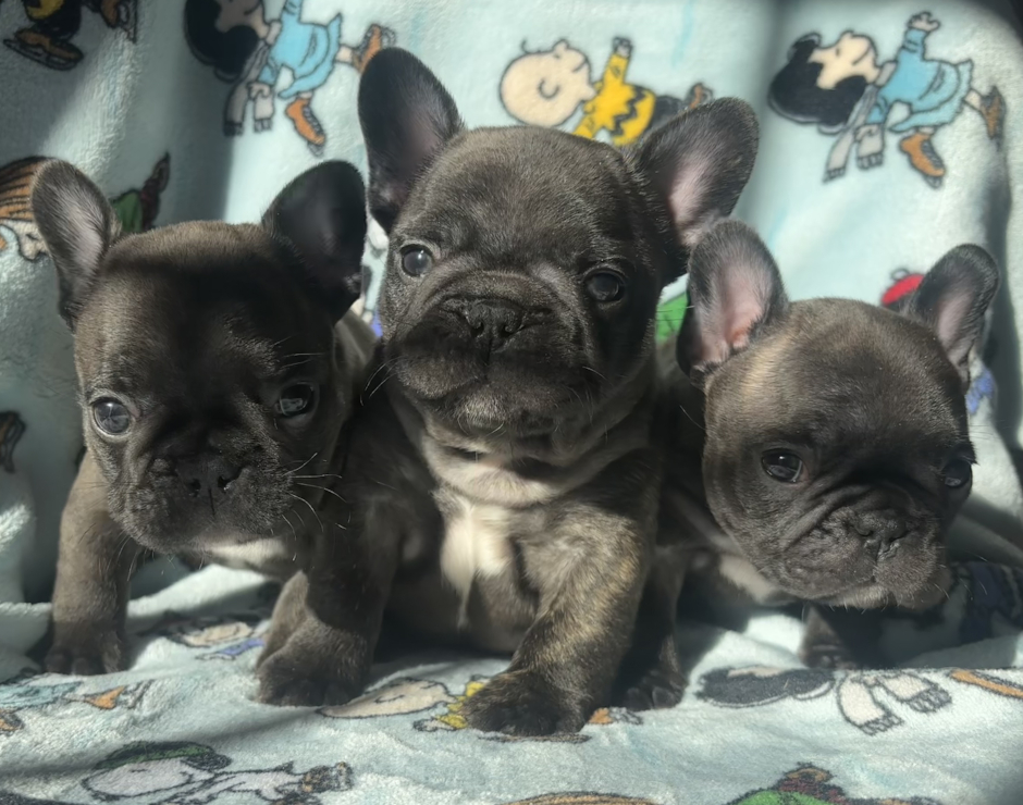 Mango's last litter, French Bulldog Parents