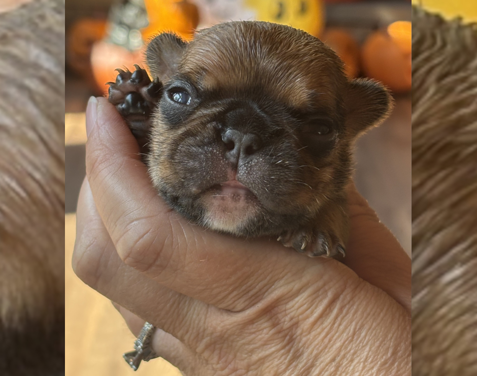 Wallace, Male French Bulldog Puppy