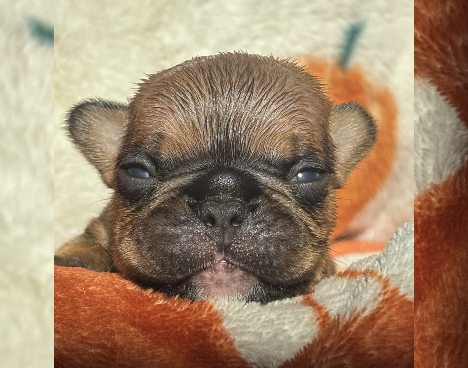 Wallace, Male French Bulldog Puppy