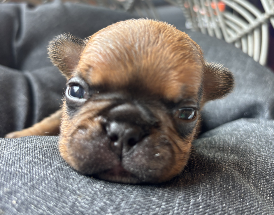 Wallace, Male French Bulldog Puppy