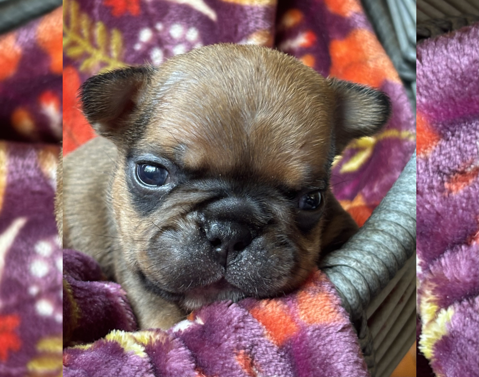 Wallace, Male French Bulldog Puppy