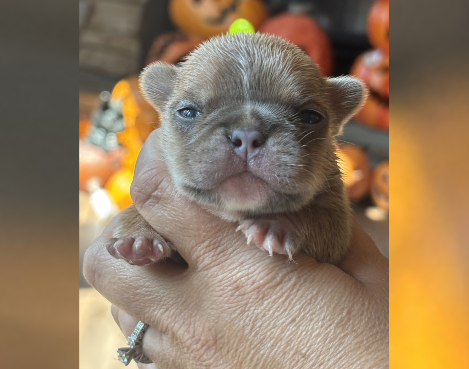 Wally, Male French Bulldog Puppy