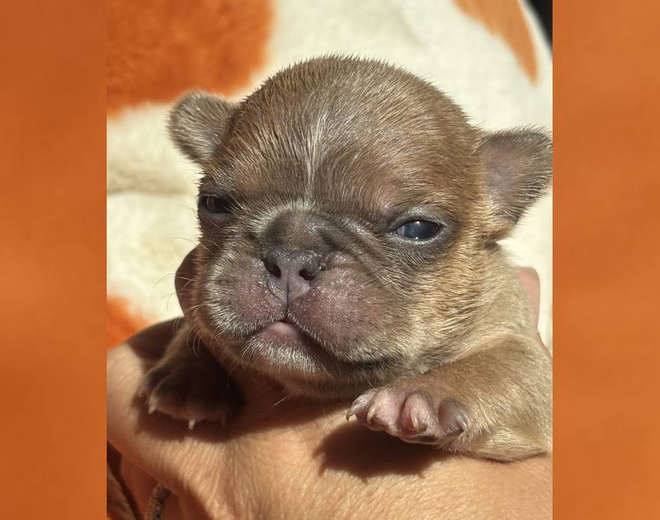Wally, Male French Bulldog Puppy