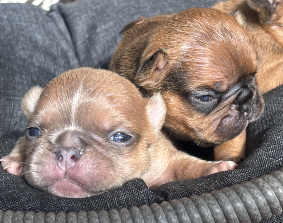 Wally, Male French Bulldog Puppy
